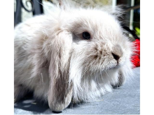 Photo Lapin nain image 2/2