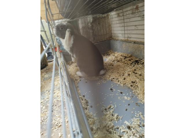 Photo Lapin nain image 2/6