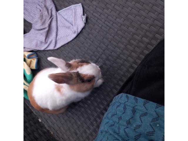Photo Lapin nain  de 3 mois image 2/2