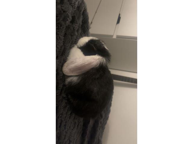 Photo Lapin nain hollandais oreilles tombantes image 2/6