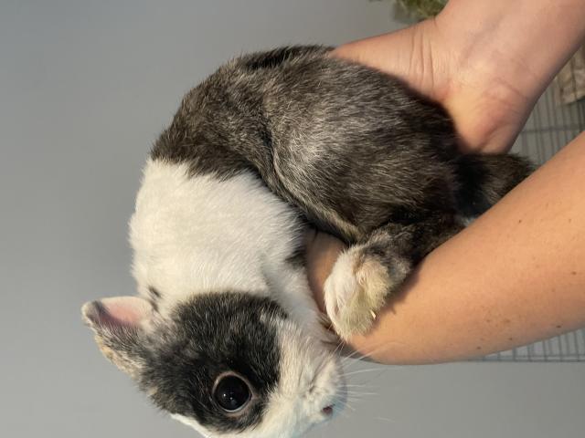Photo Lapin nains image 2/2