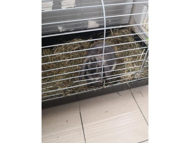 Photo Lapin nains image 2/2