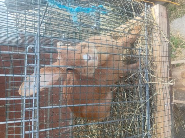Photo Lapin papillon image 2/2