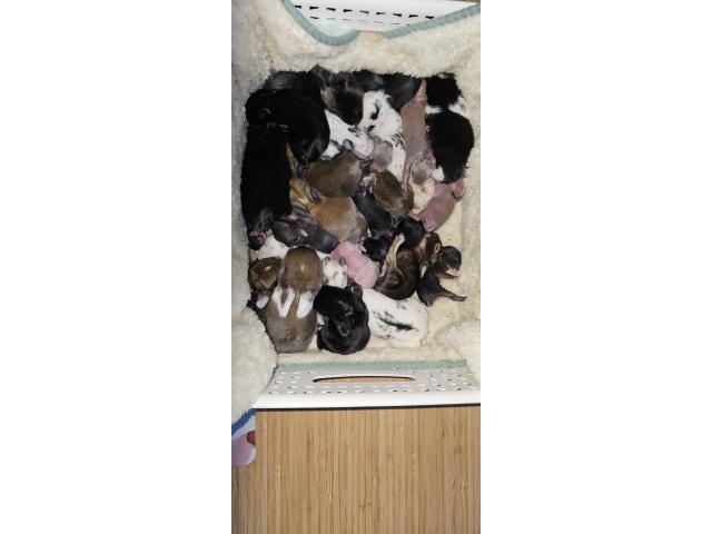 Photo Lapins adultes image 2/2