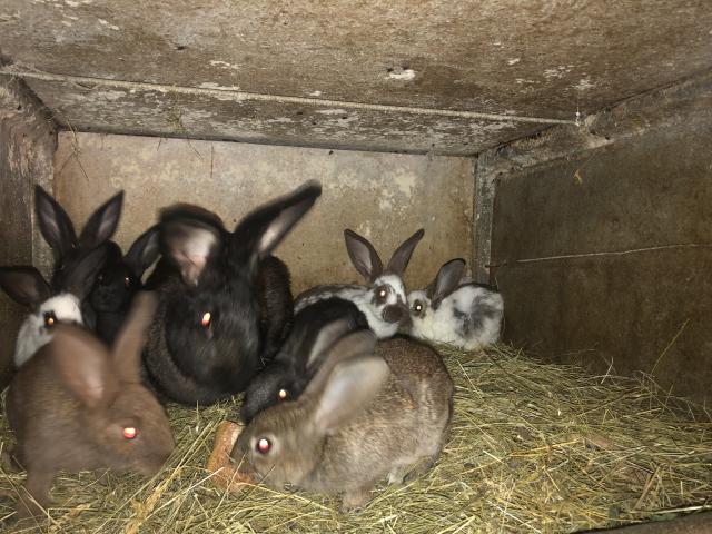 Photo lapins fermiers. image 2/3