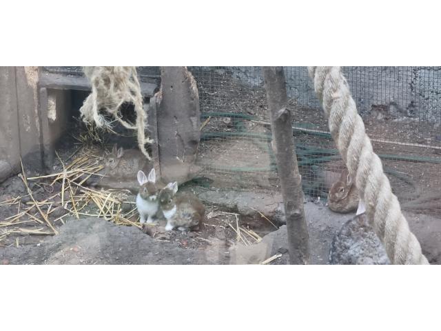 Photo lapins rex nain image 2/2