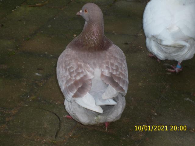 Photo Le pigeon TEXAN autosexable image 2/6
