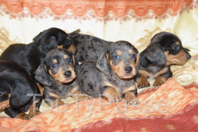 Photo Les chiens de la Bistade élevage de jack russel, bouledogue, cockers, teckels, westies, spitz, boxer image 2/5