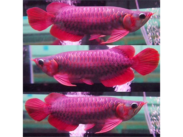Photo Les magnifiques poissons arowana asiatiques super rouges et image 2/3