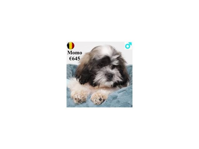 Photo Lhassa Apso - jeunes chiens nés en 09-10/2024 image 2/6