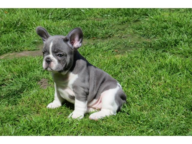 Photo Litière de qualité 7 Blue & Blue Pied French Bull Dogs image 2/3