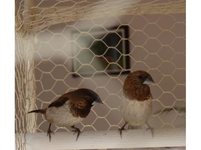 Photo lonchura striata domestica image 2/2