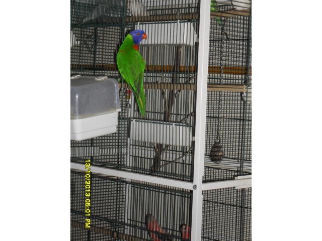 Photo Loriquet image 2/4