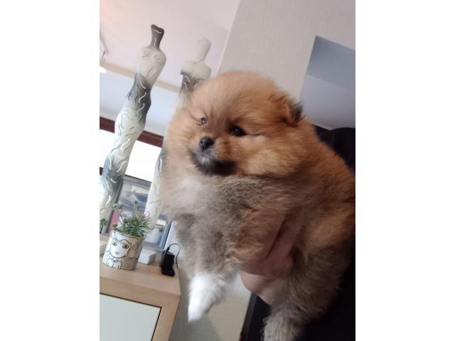 Photo Loulou pomeranie ( spitz nain) image 2/4