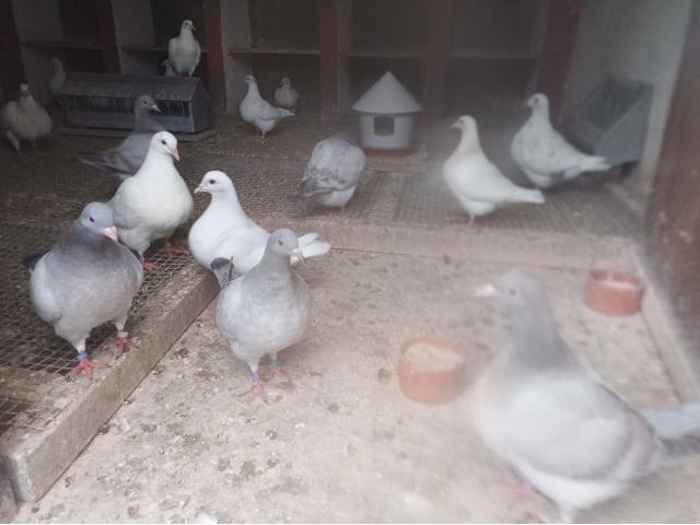 Photo ma passion en tant que colombiculteur image 2/6