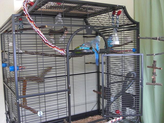 Photo Madeira 111 - perruches cage anthracite image 2/3