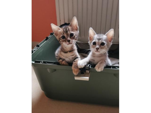 Photo Mafnifiques Chatons Bengal LOOF image 2/4