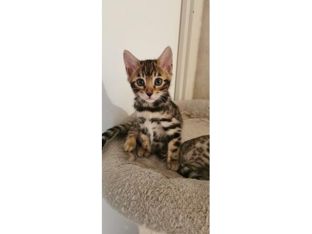 Photo Mafnifiques Chatons Bengal LOOF image 2/5