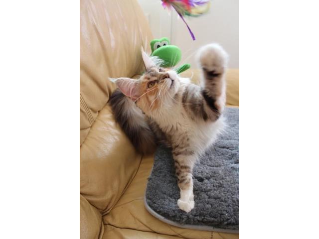 Photo Magnifique chat a donner image 2/4