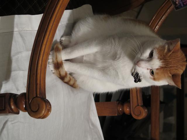 Photo Magnifique chat blanc et roux à adopter pour raisons familiales image 2/3