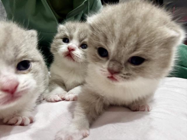 Photo Magnifique chaton British shorthair image 2/5