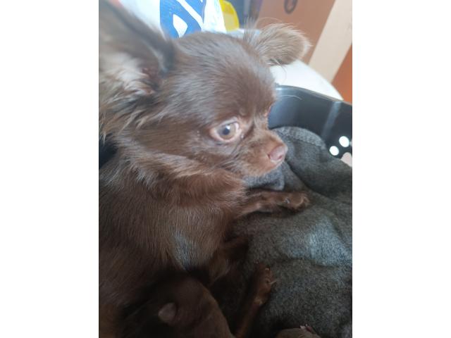 Photo Magnifique chiot chihuahua image 2/5