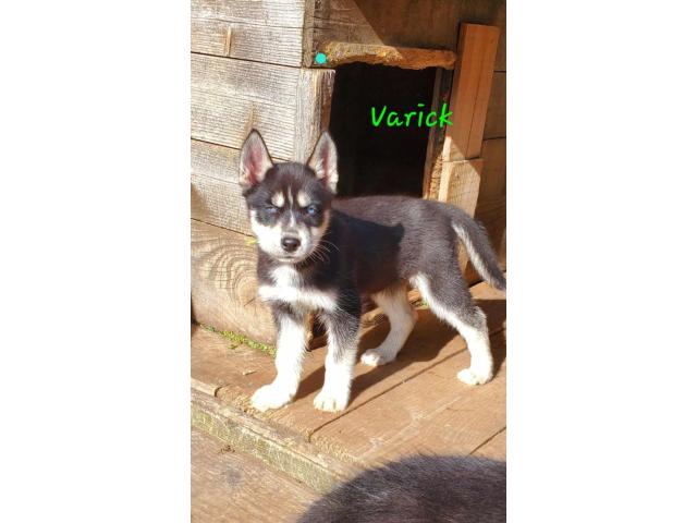 Photo magnifique chiot husky sibérien disponible image 2/5