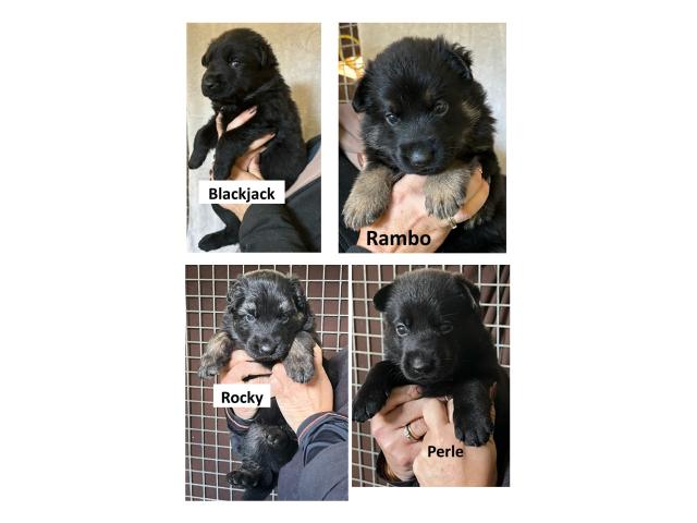 Photo magnifique chiots berger allemand image 2/6