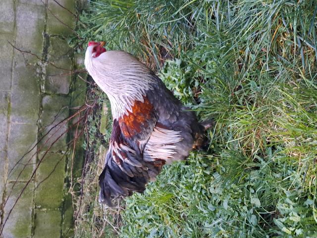 Photo Magnifique Coq Brahma a vendre image 2/2