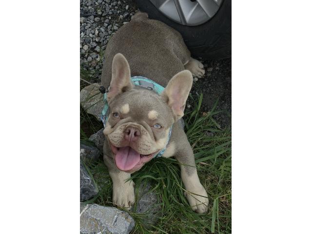 Photo Magnifique femelle bouledogue français image 2/3