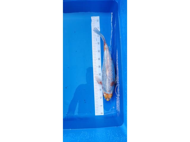 Photo Magnifique Koi japonais 45 cm image 2/2
