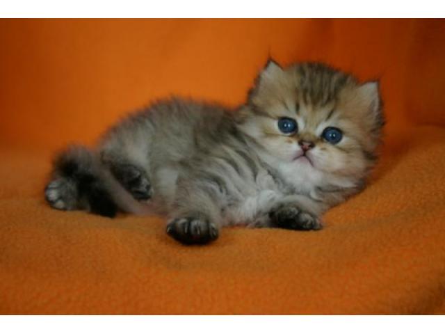Photo Magnifique portée de 4 chatons persans LOOF nés le 20 juillet 2021 image 2/2