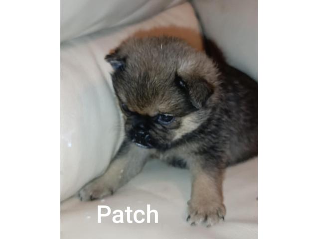 Photo magnifique pug pom (Carlin Loulou de Poméranie) image 2/5