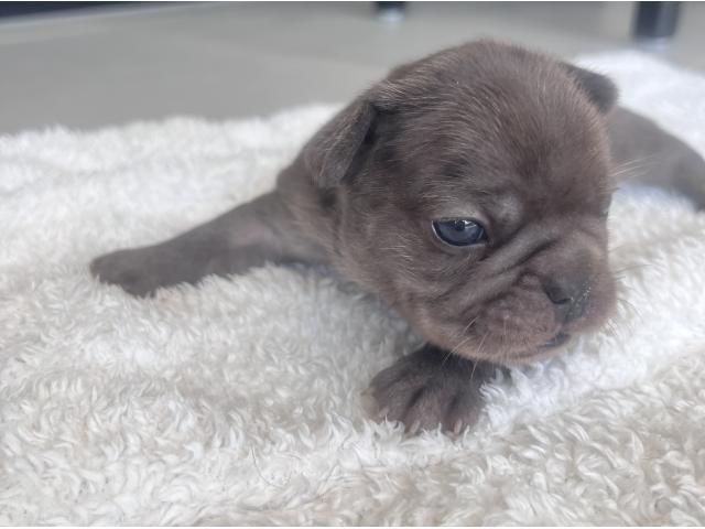 Photo Magnifiques bouledogue français image 2/6