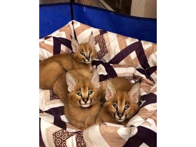Photo magnifiques chatons serval et caracal image 2/6