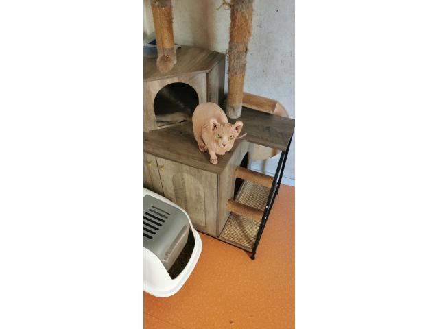 Photo Magnifiques chats nus Dwelf et Elf image 2/3