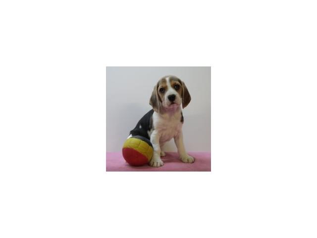 Photo Magnifiques chiots Beagle image 2/6