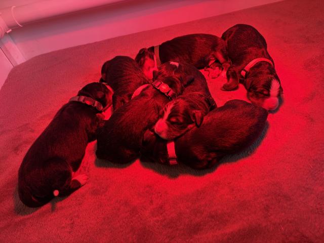Photo Magnifiques chiots bouvier bernois image 2/2
