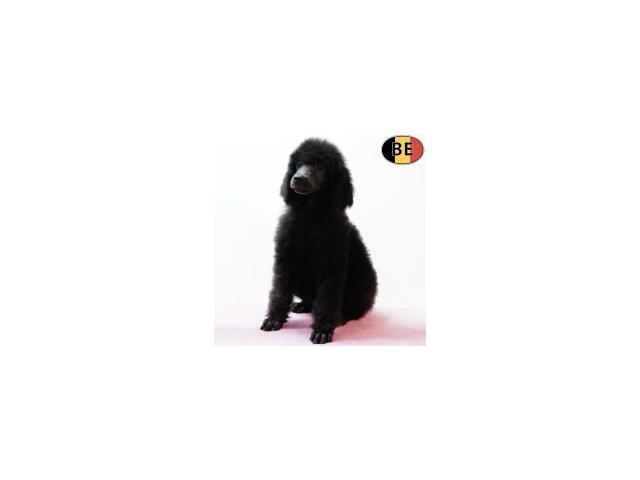 Photo Magnifiques chiots Caniche Royal image 2/6