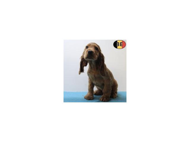 Photo Magnifiques chiots Cocker anglais roux image 2/6