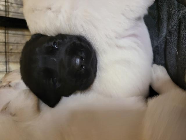 Photo Magnifiques chiots Labrador image 2/3