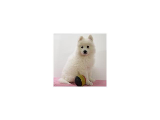 Photo Magnifiques chiots Samoyede image 2/6