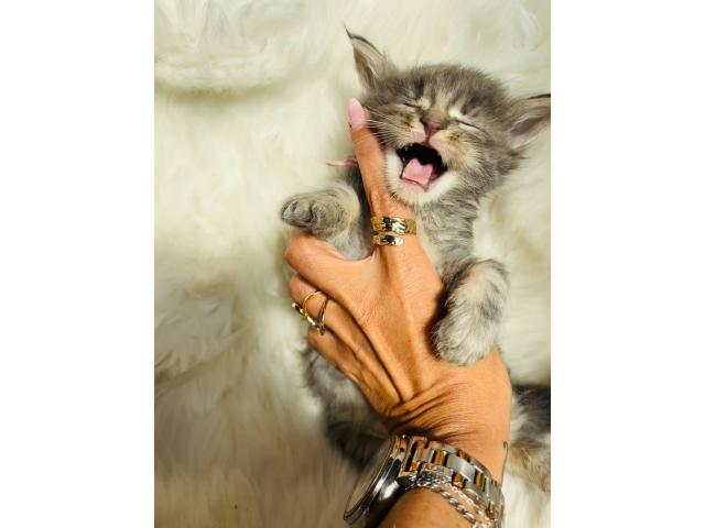 Photo Main coon image 2/3