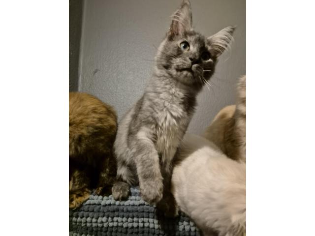 Photo Main coon image 2/3