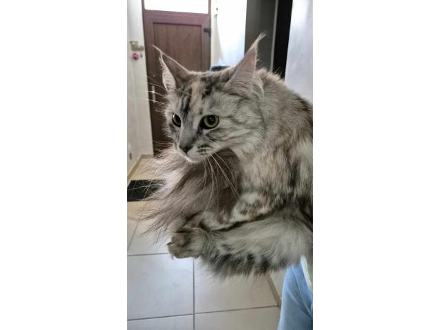 Photo Maine coon image 2/6
