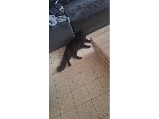 Photo Maine coon image 2/4