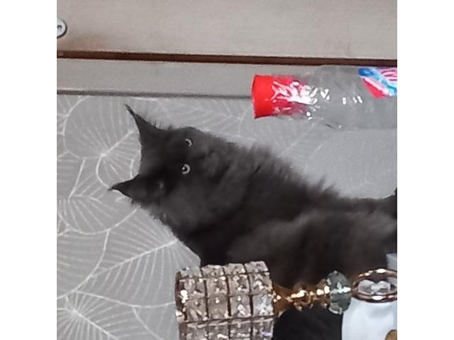 Photo Maine coon  jeune mâle  pour sallie image 2/3