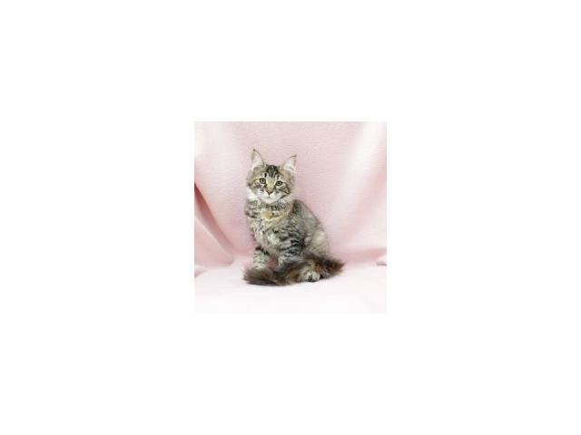 Photo Maine Coon - Splendides chatons à vendre image 2/6