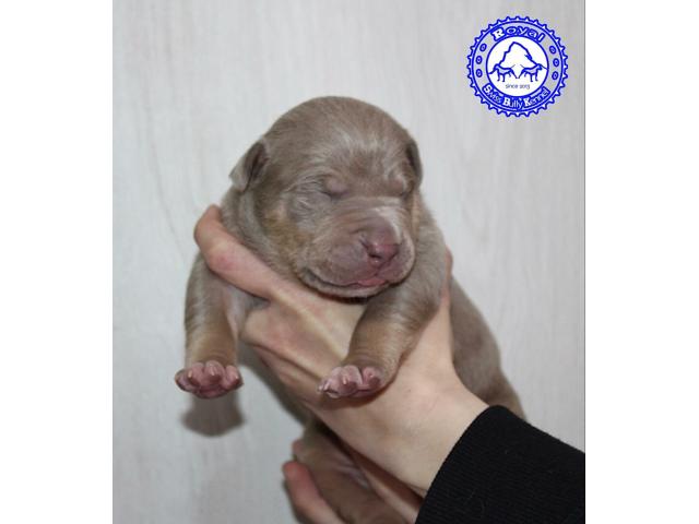 Photo Male American Bully d'élevage suisse image 2/2