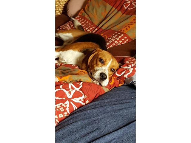Photo Mâle Beagle de 9 mois pour saillie image 2/6